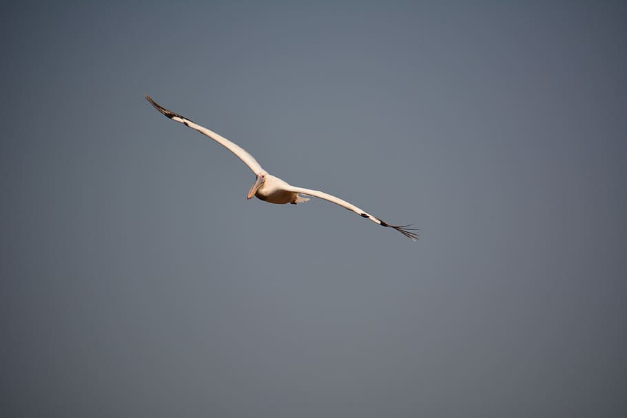 bird, flight, wings, vertebrate, animal, flying, animal wildlife HD wallpaper
