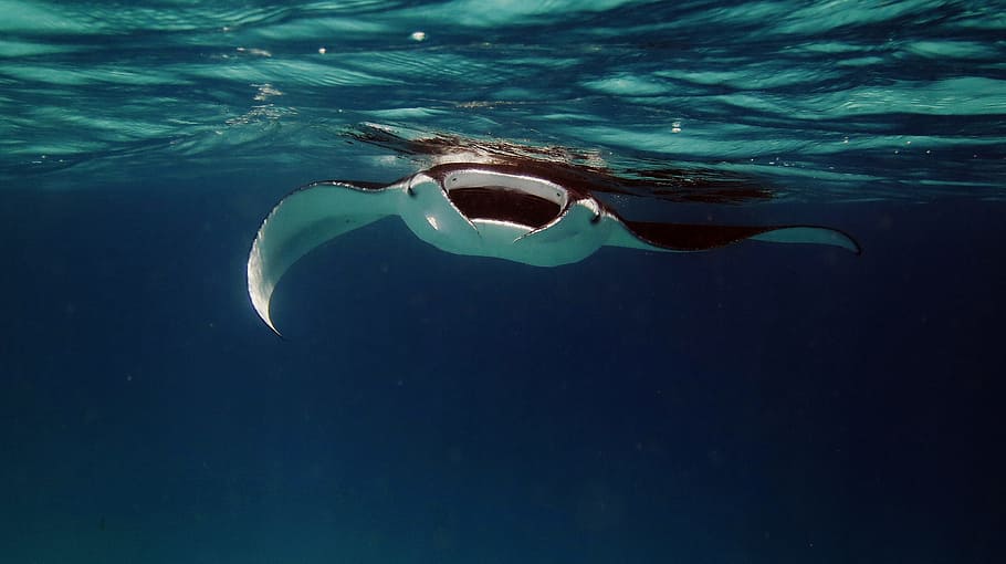 manta ray in water, Manta, Manta, Ray, Ray, Ocean, Sea, underwater, HD wallpaper