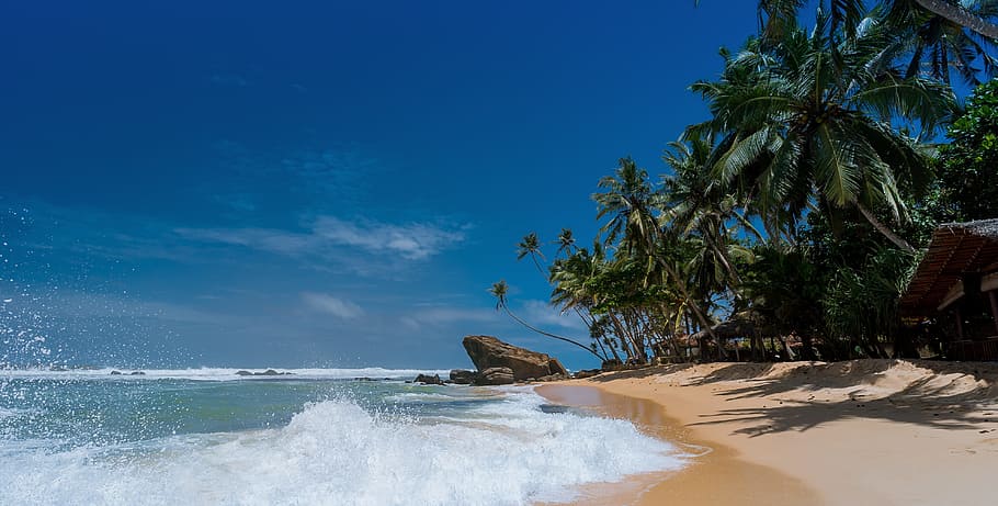 green palm tree near sea under blue sky, beach, coconut trees