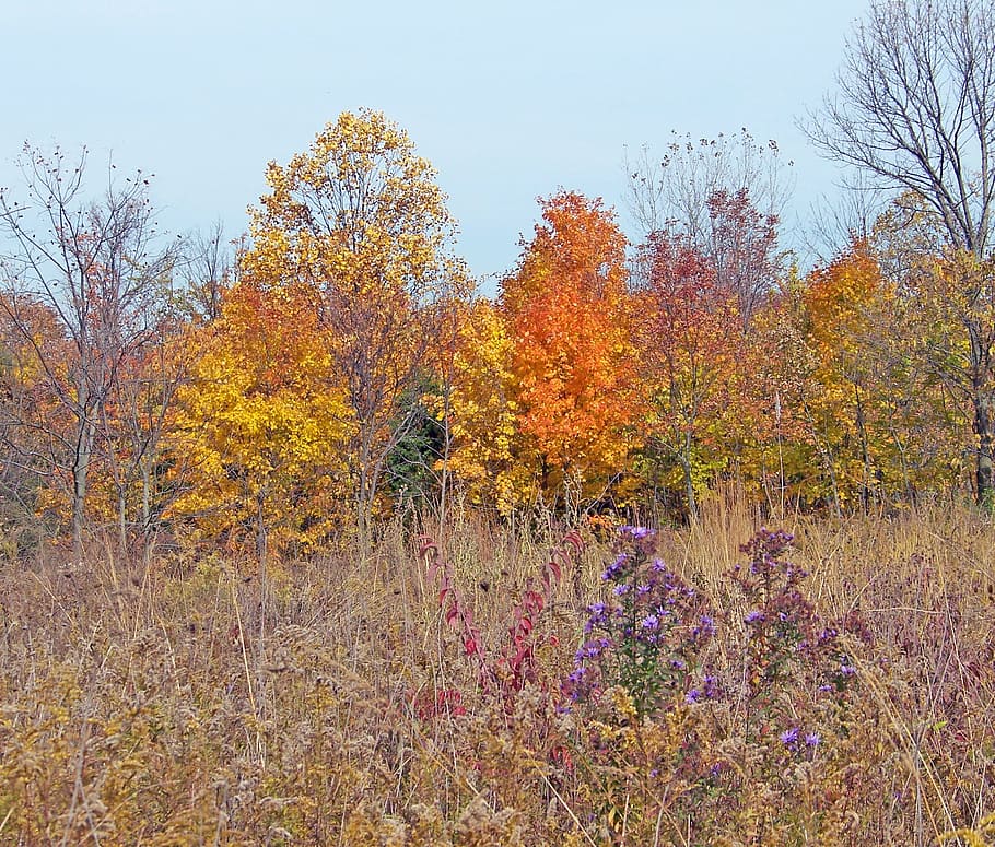Autumn, Fall, Field, Weeds, Trees, colored, leaves, nature HD wallpaper