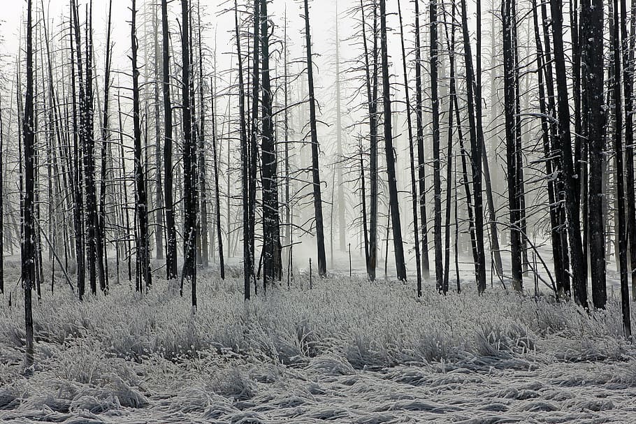 tree line grayscale photo, forest, frost, trees, winter, morning HD wallpaper