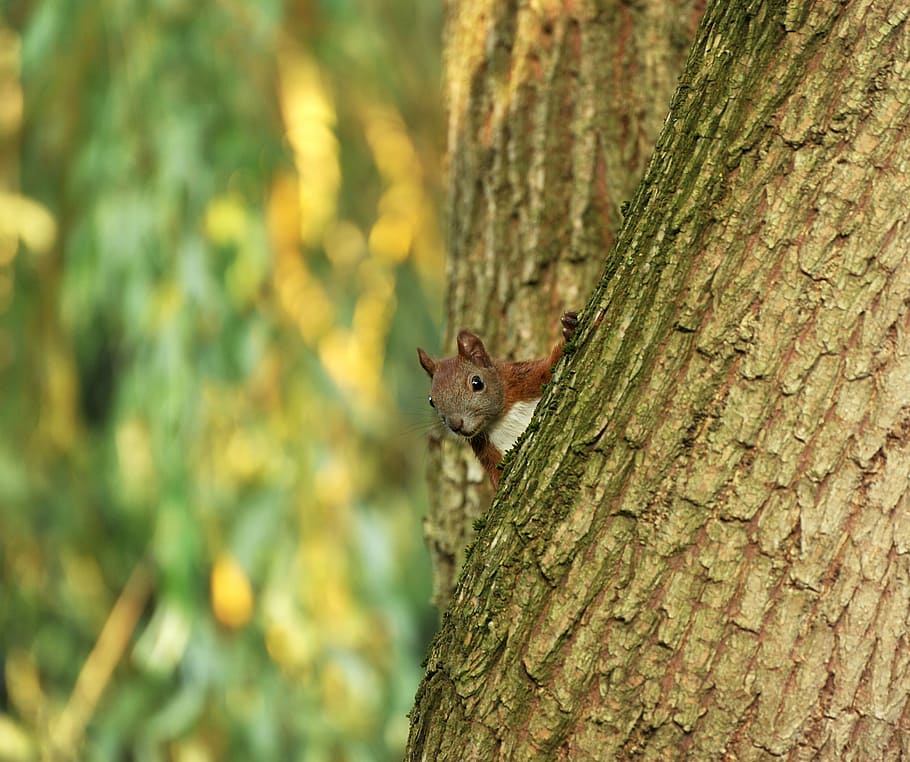shallow focus photography of squirrel on the tree trunk, pasture HD wallpaper