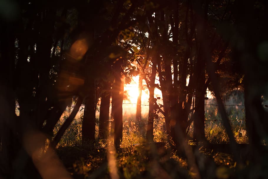 nature, barbed, evening, forest, gold, golden, grass, ray, rays HD wallpaper