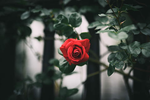 red rose, closeup photo of red rose, leafe, summer, colour, branch HD wallpaper