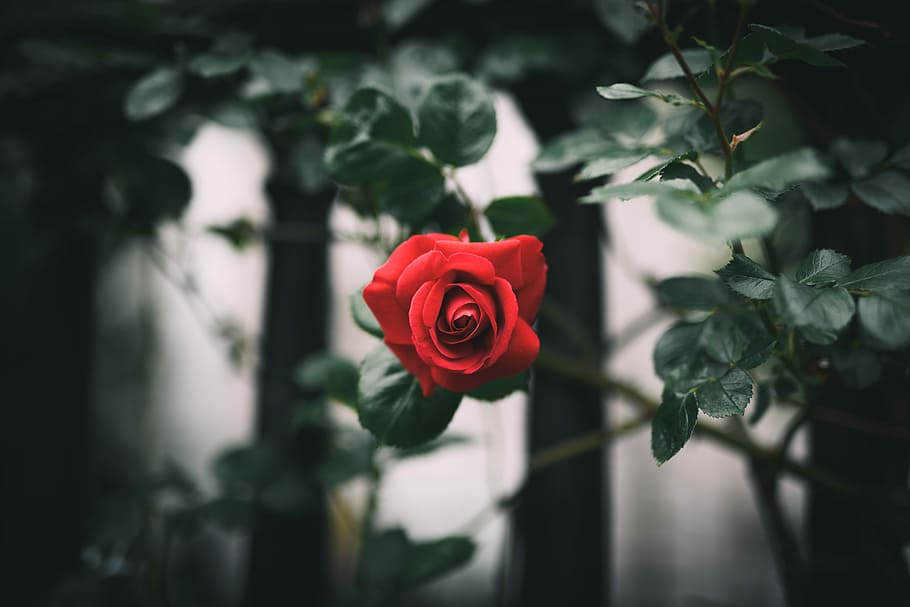 red rose, closeup photo of red rose, leafe, summer, colour, branch HD wallpaper