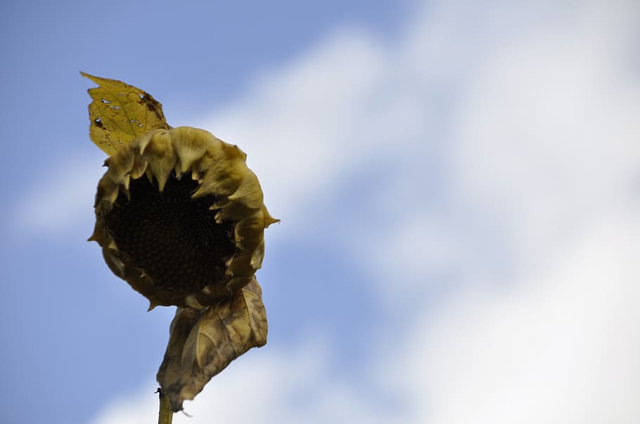 sun flower, sky, blue, cloud, animal themes, bird, animal wildlife HD wallpaper