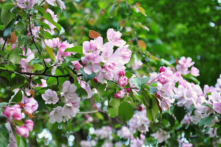 spring, sakura, flowers, bloom, spring flowers, cherry, pink HD wallpaper
