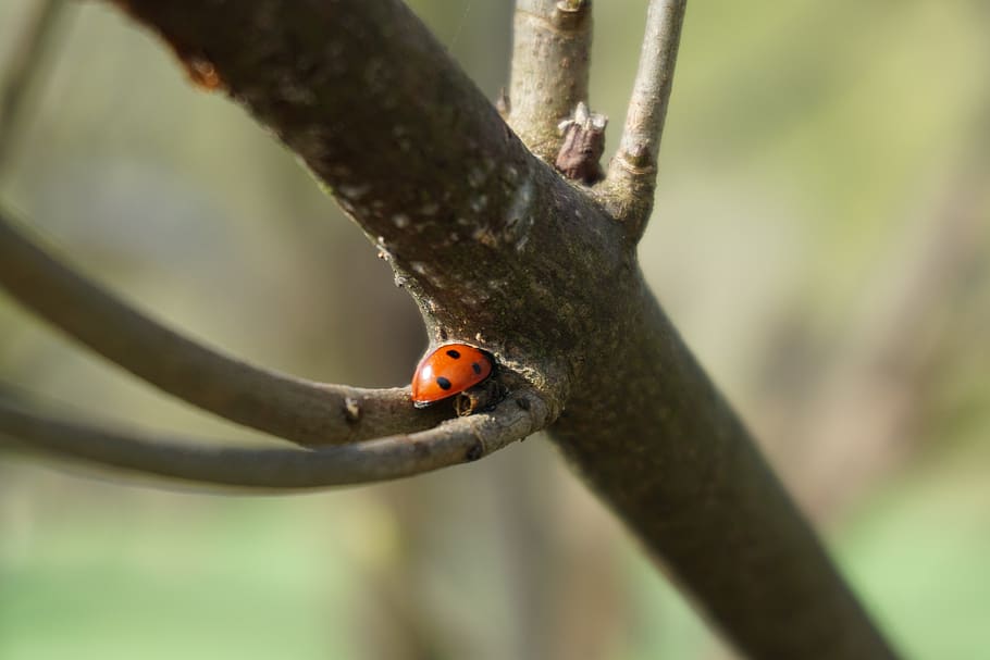 beetle, ladybug, nature, insect, animal wildlife, tree, one animal HD wallpaper