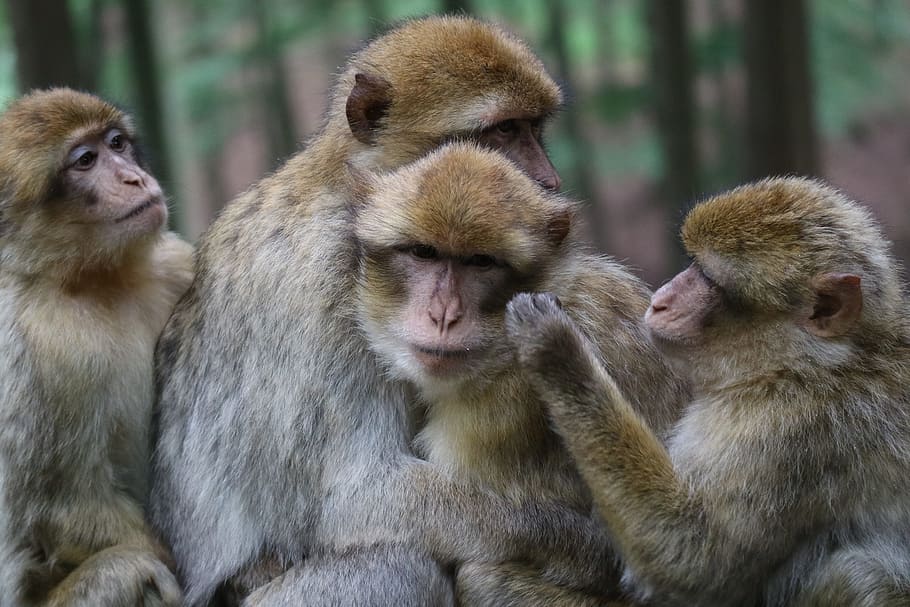 ape, animals, snuggle, forest, wildlife photography, group of animals HD wallpaper