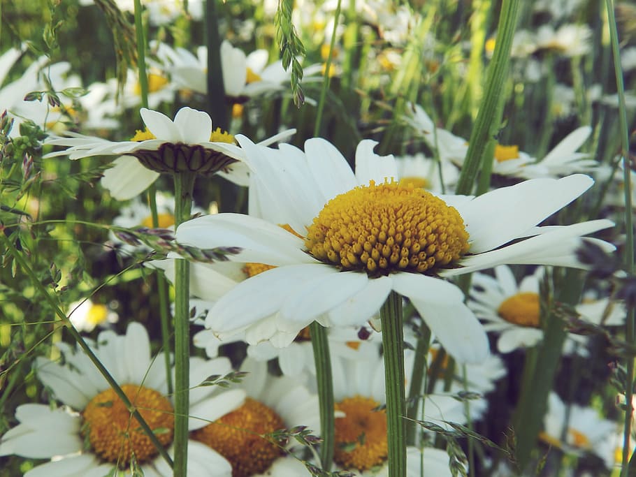 daisy, nature, grass, flower, summer, white, spring, keywords fotomontáž HD wallpaper
