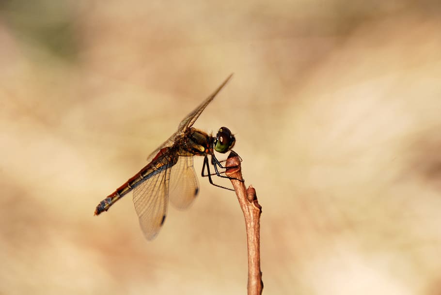 dragonfly, insect, bug, nature, wildlife, wing, animal, summer HD wallpaper