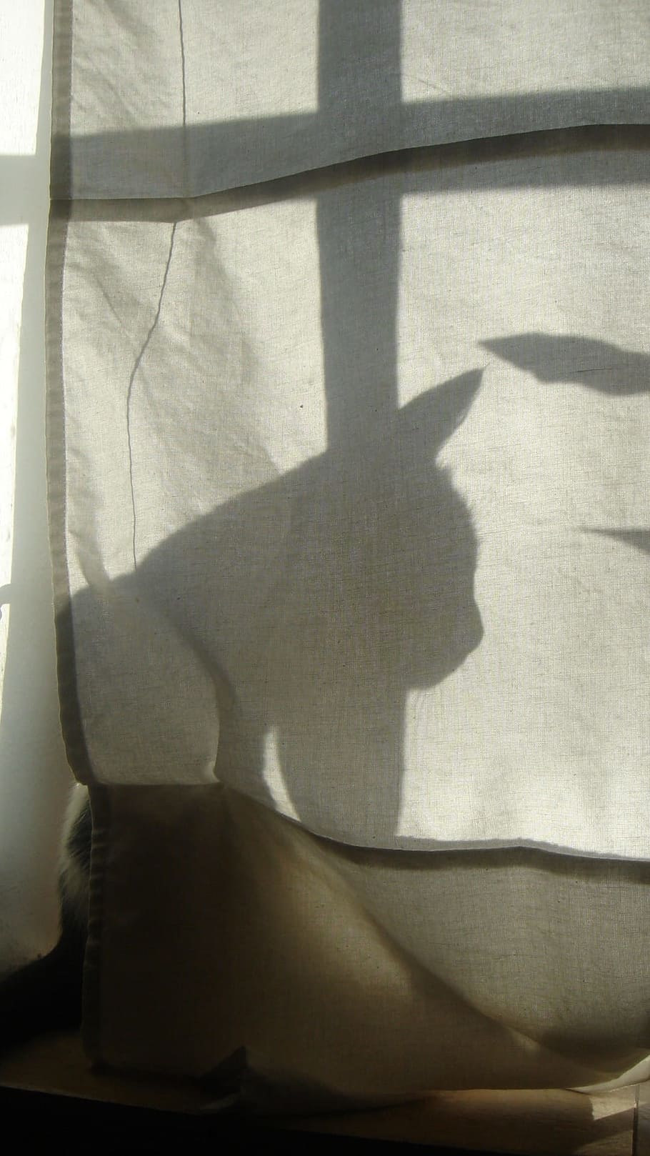 Shadow, Cat, Silhouette, focus on shadow, sunlight, day, indoors HD wallpaper