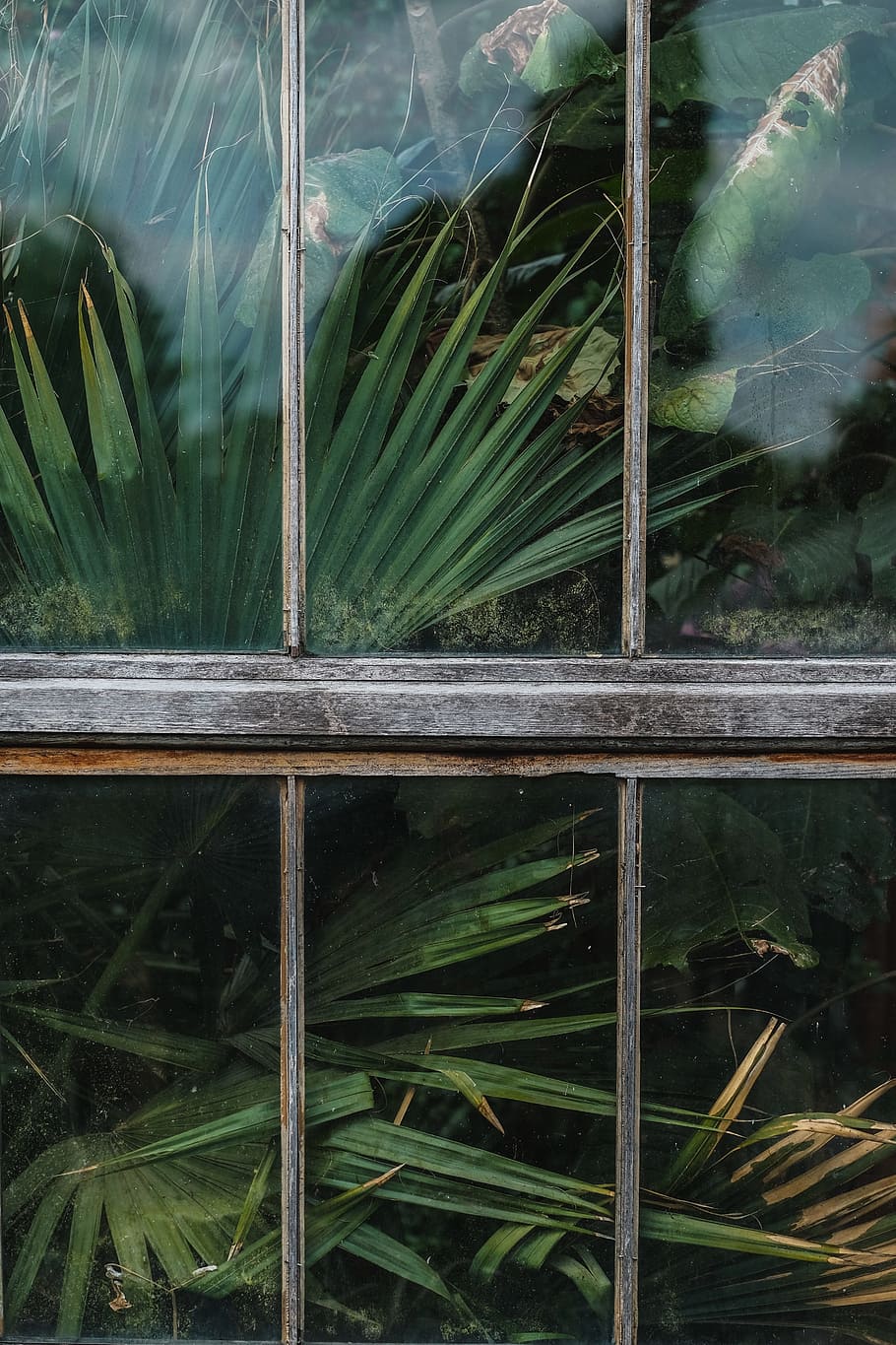 window, shield, glass, green, plants, nature, growth, no people HD wallpaper