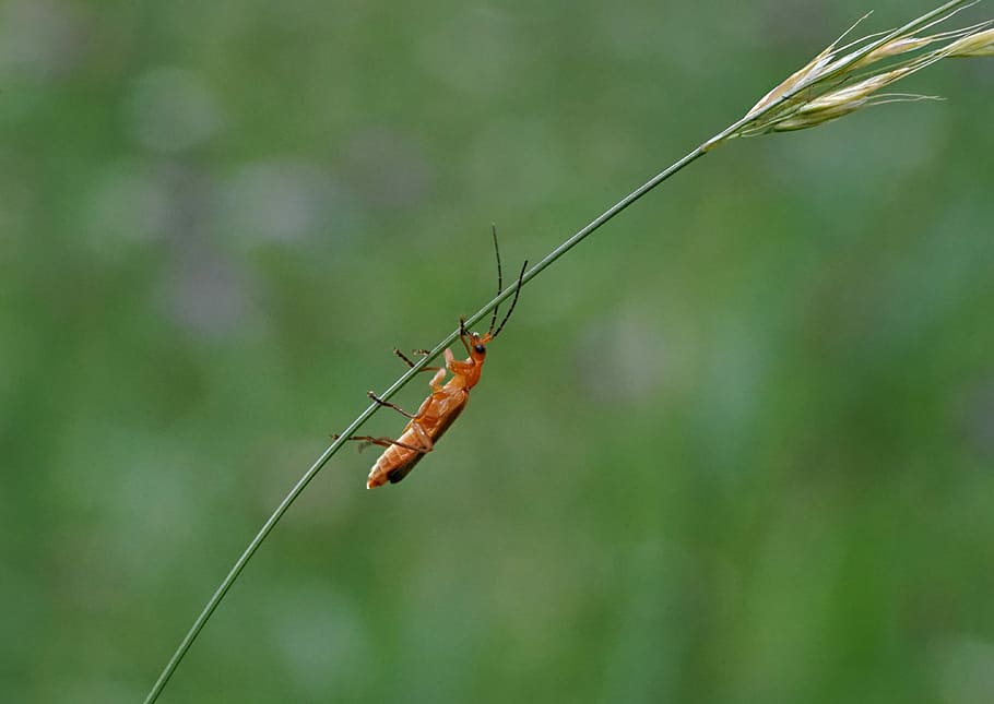orange beetle, meadow, summer, macro, biological, insect, animal HD wallpaper