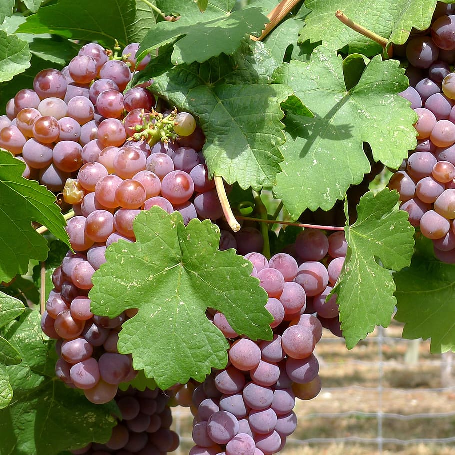 grapes, vineyard, okanagan, winery, plant part, leaf, food and drink HD wallpaper