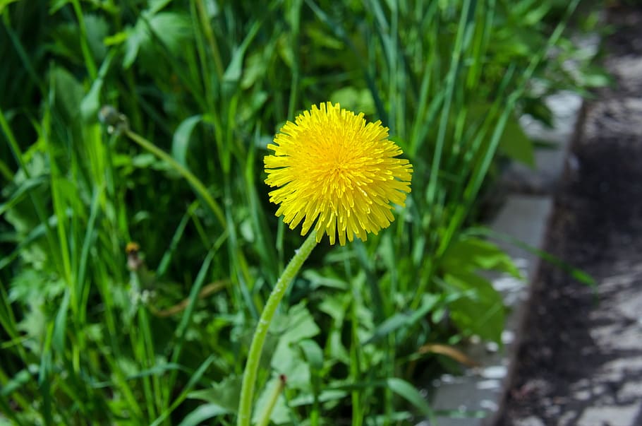 dandelion, flower, spring, may, greens, plant, yellow, bright HD wallpaper