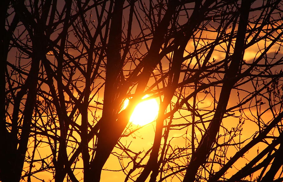 Sunset, Setting Sun, abendstimmung, afterglow, tree, aesthetic HD wallpaper