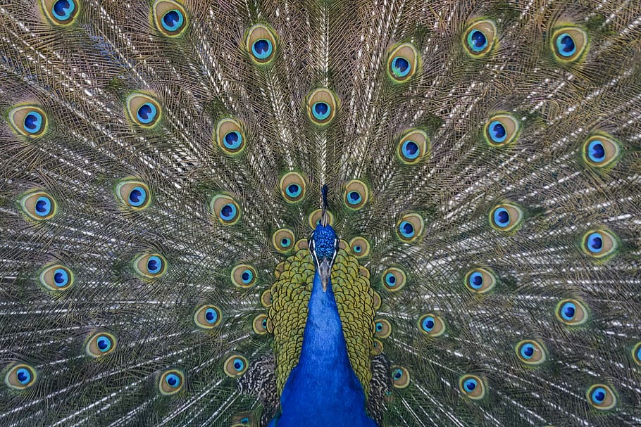 close up photography of blue peacock painting, peacock painting HD wallpaper