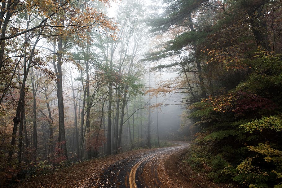 road with trees during daytime, woods, forest, nature, street HD wallpaper