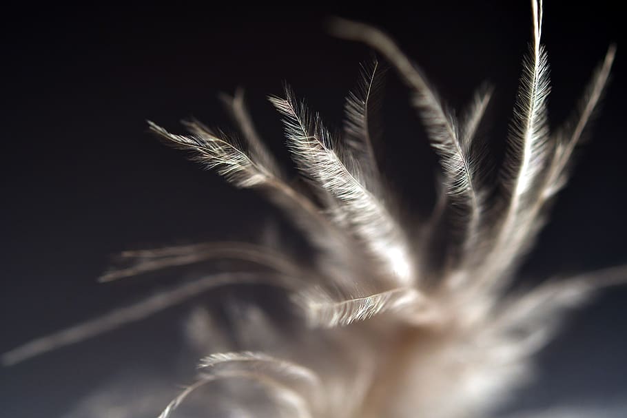 feather, indian, macro, no people, selective focus, nature HD wallpaper