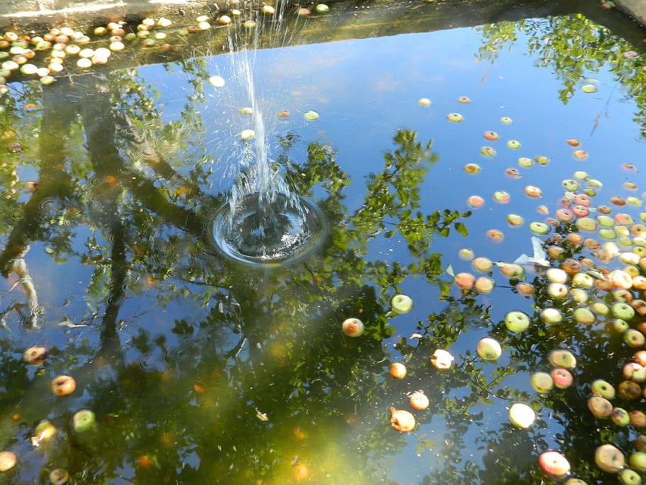 drop, pool, garden, apple, blend, waters, swimming pool, ripe apples HD wallpaper