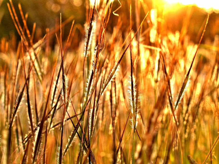 close-up photo of grass field during golden hour, autumn, blur, HD wallpaper