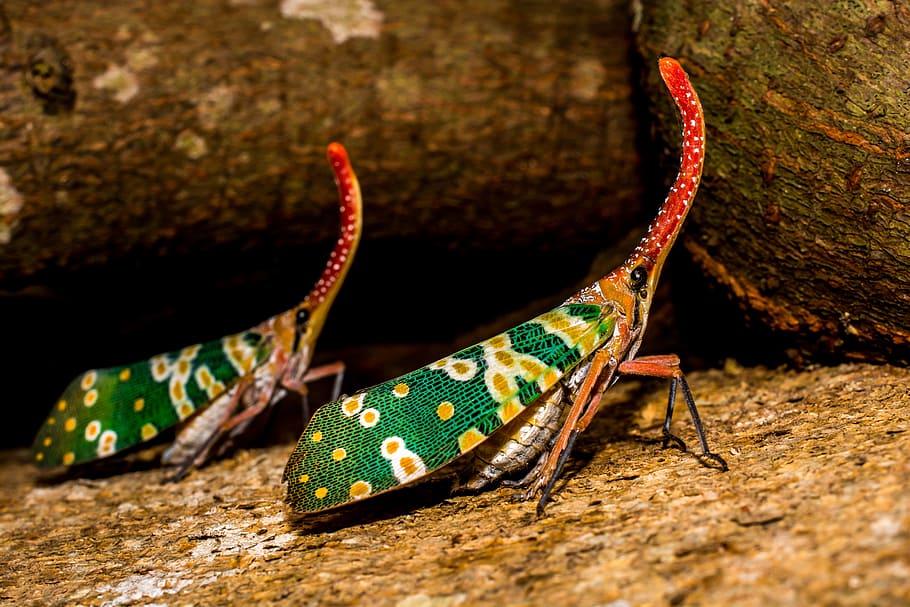 canthigaster cicada, fulgoromorpha, insect, proboscis, long, HD wallpaper