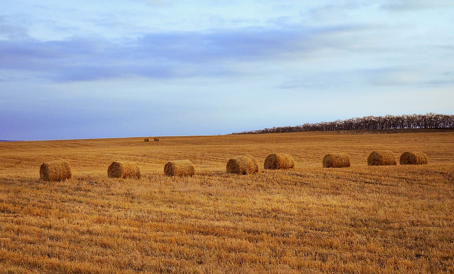 eight ball of hays on field, bale, bales, straw, stacks, agriculture HD wallpaper