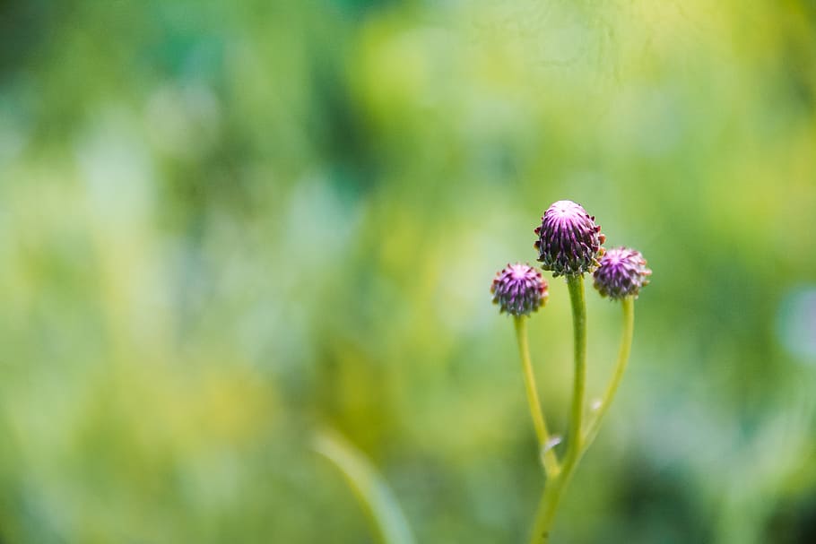 flower, nature, spring, green, summer, plant, garden, field HD wallpaper