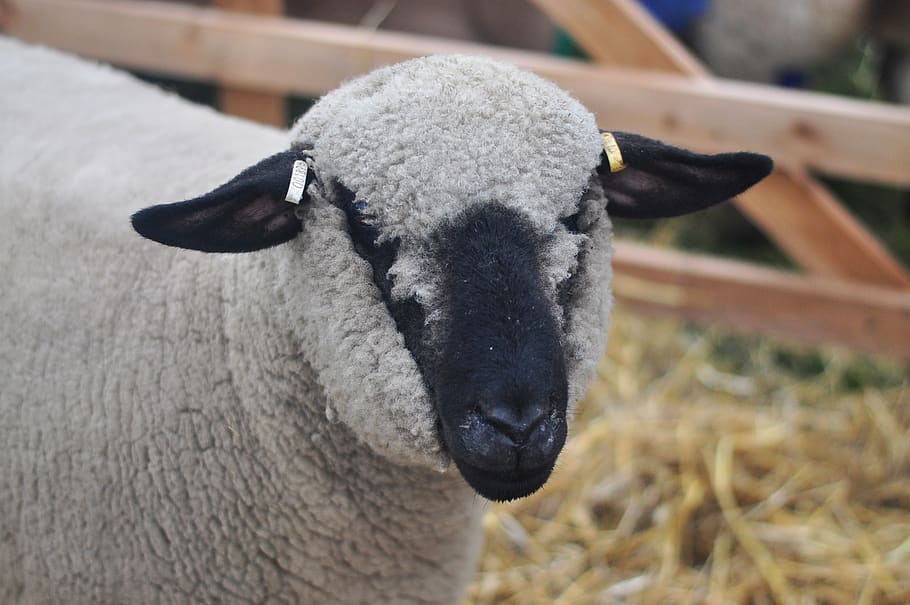 sheep, wool, farm, animal themes, livestock, mammal, domestic animals HD wallpaper