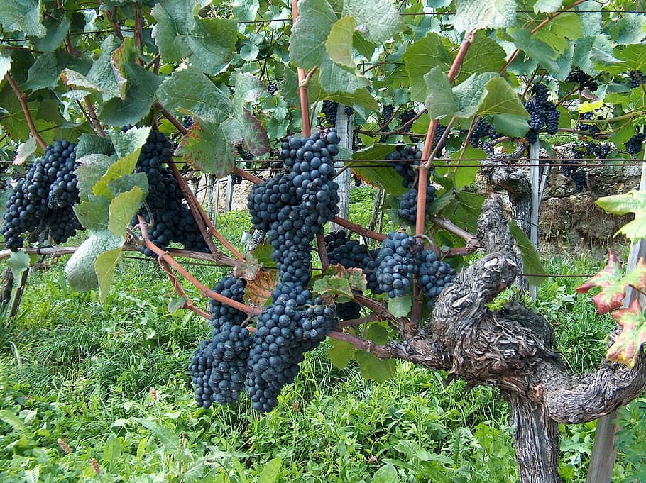 Grapes, Vine, Vines, Stock, vines stock, blue grapes, winegrowing, HD wallpaper