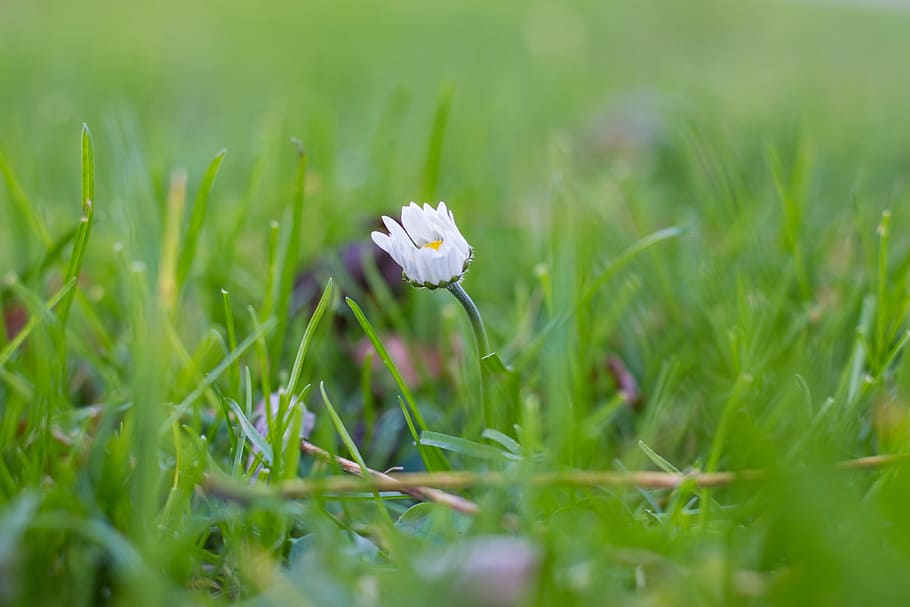 Flower, Daisy, Grass, Bear, Fruits, Tree, forest, green, wood HD wallpaper