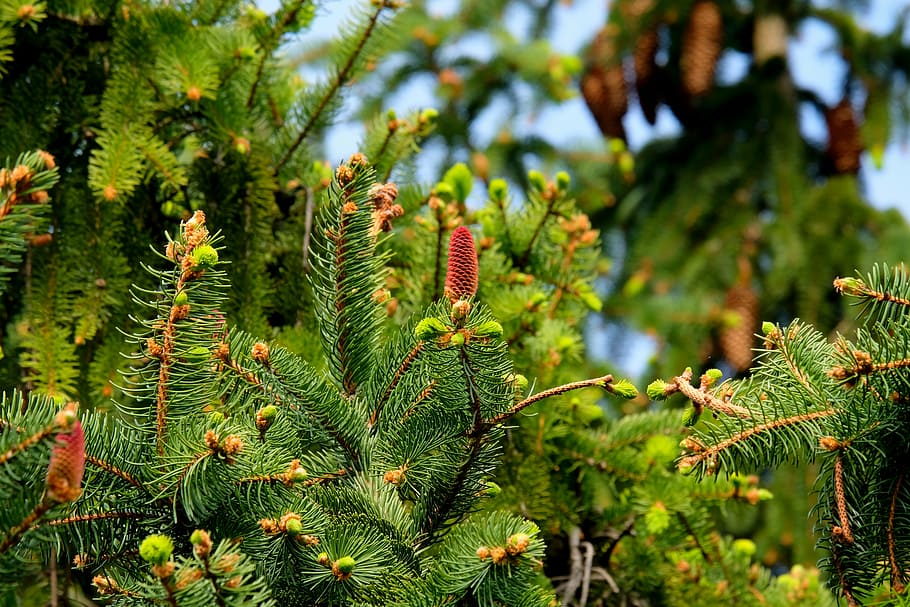 fir tree closeup photography, christmas tree, nature, fir needle, HD wallpaper