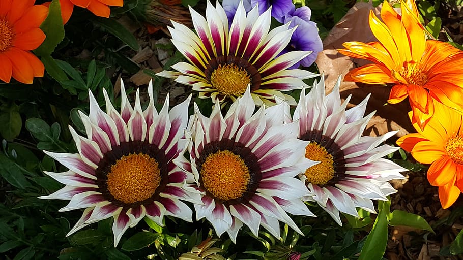 spring flowers, nature, plants, flowering plant, vulnerability HD wallpaper