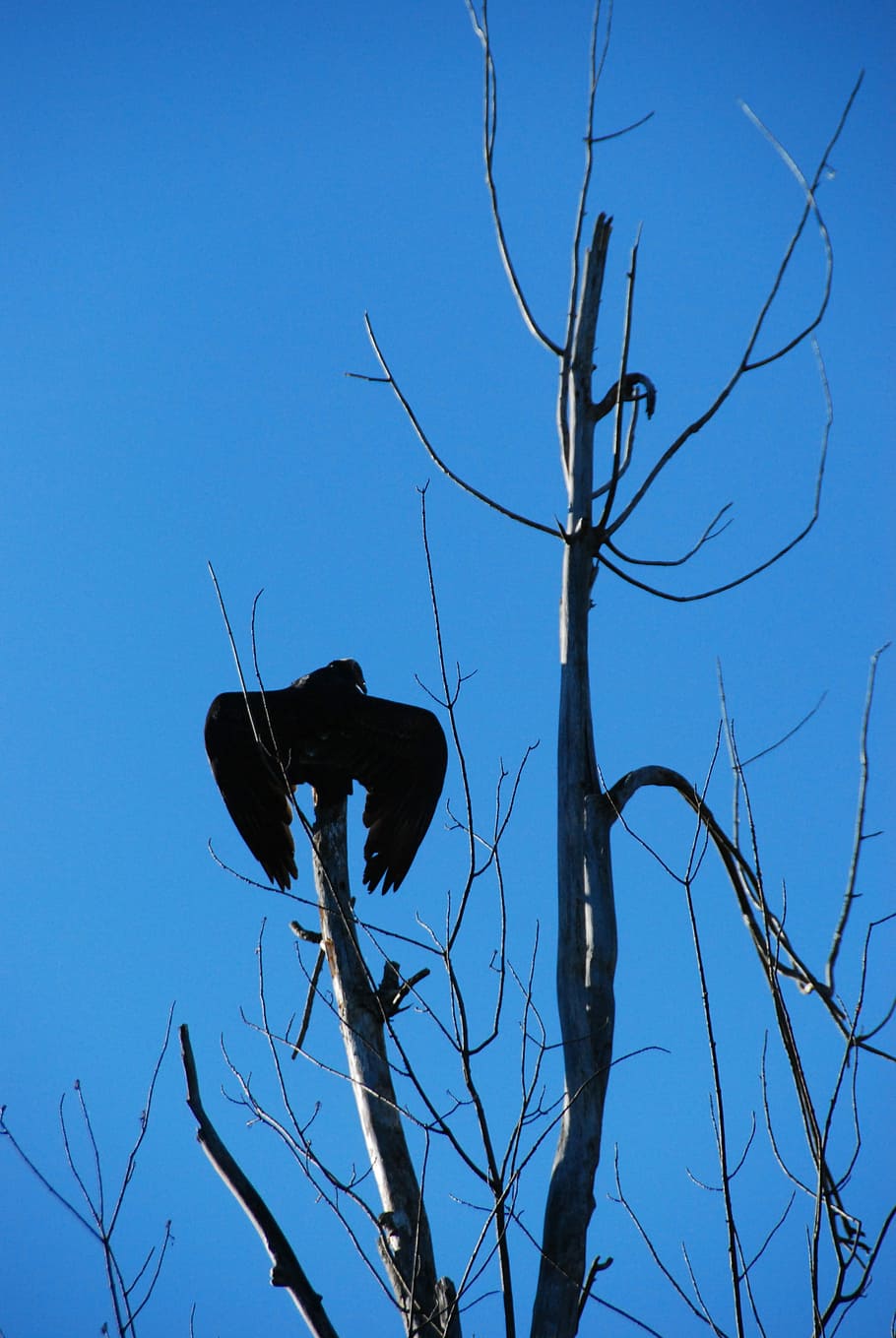 Turkey Vulture, Tree, Sky, Shadow, blue sky, bird, fly, wings HD wallpaper