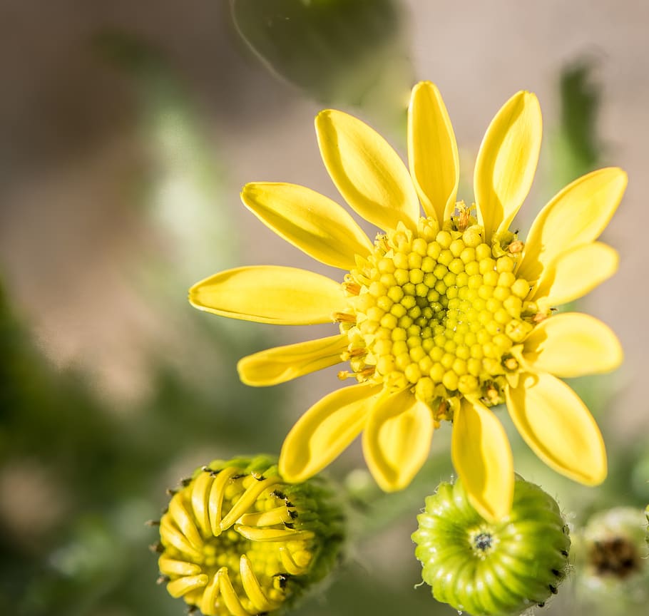 yellow flower, nature, flowering plant, freshness, beauty in nature HD wallpaper