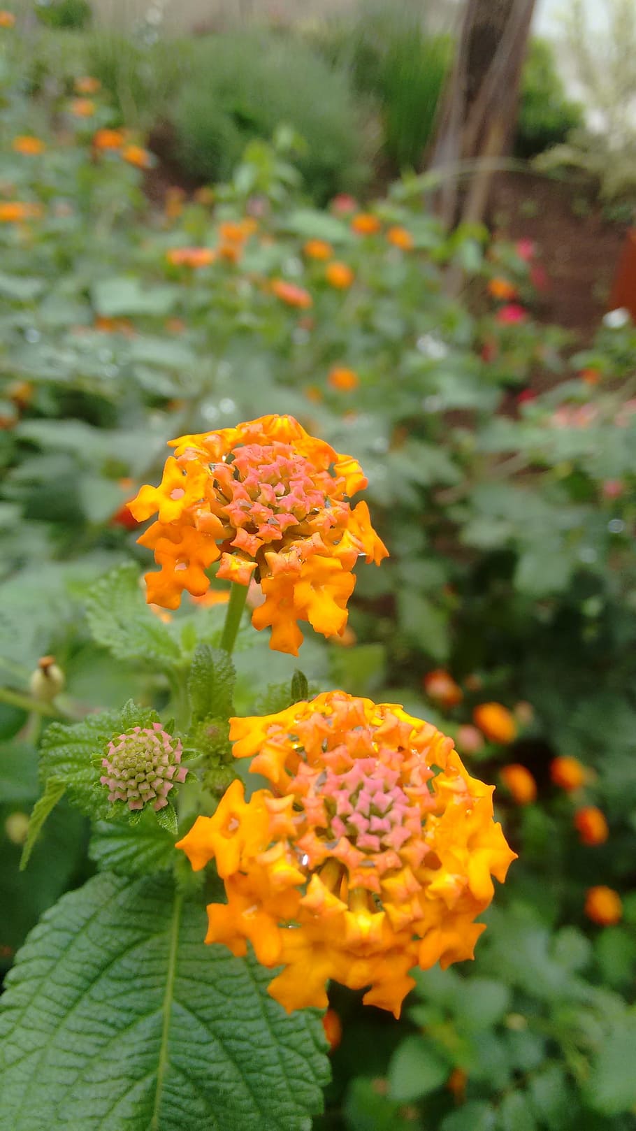 photo, camera, beginner, cellular, flowers, rain, water, flowering plant HD wallpaper