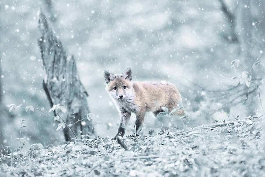 shallow focus photography of brown wolf, fuchs, forest, mammal HD wallpaper