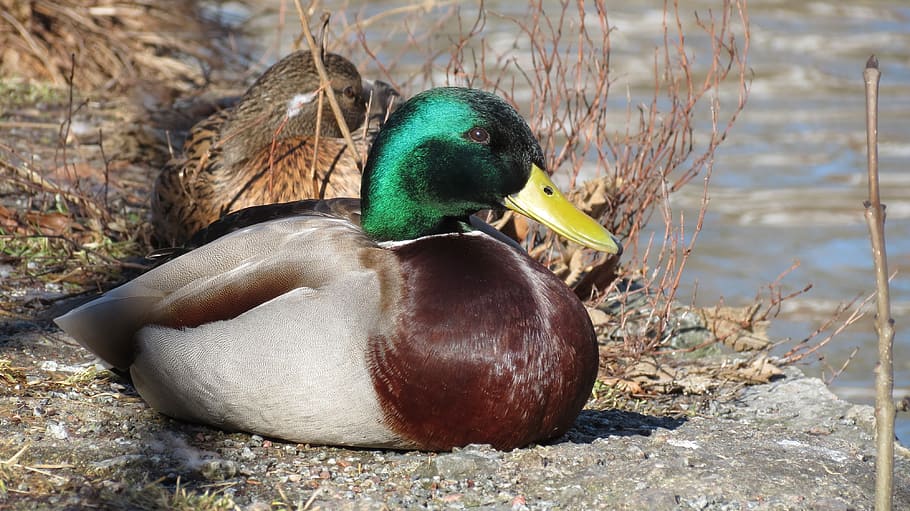 duck, summer, solar, water, nature, animal themes, animal wildlife HD wallpaper