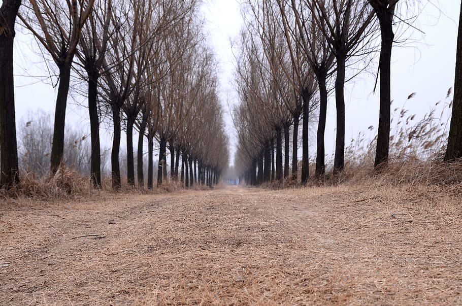 pathway through withered trees, country, road, direction, the way forward HD wallpaper