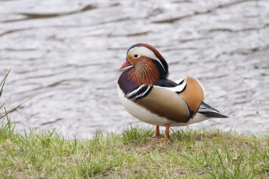 duck, water bird, mandarin ducks, waterfowl, animal, nature, HD wallpaper