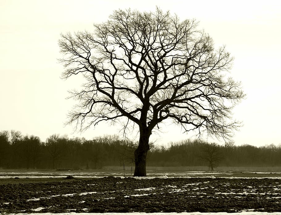 tree, individually, branches, aesthetic, silhouette nature HD wallpaper