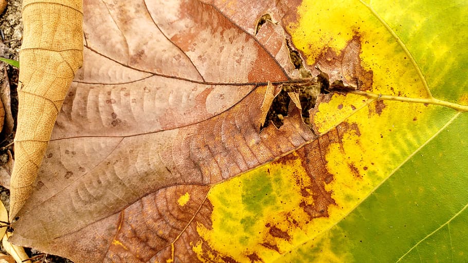 dry leaf, fall, leaves, textures, colors, details, nature, plant part HD wallpaper