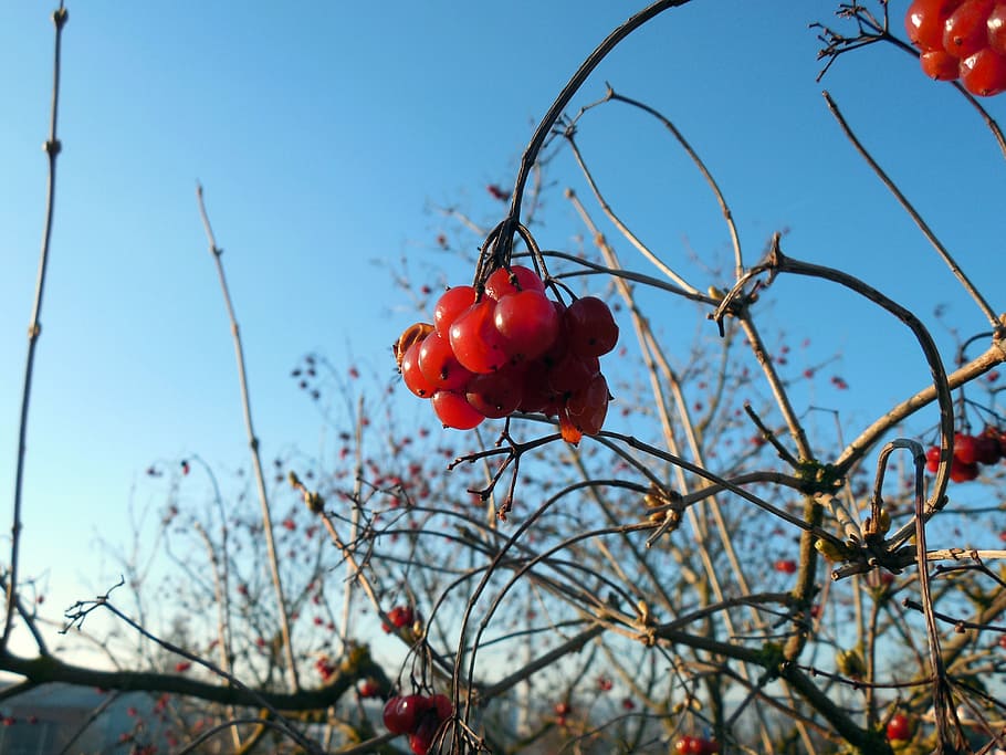 berry, plant, fruit, red, spring, branches, berry red, food HD wallpaper