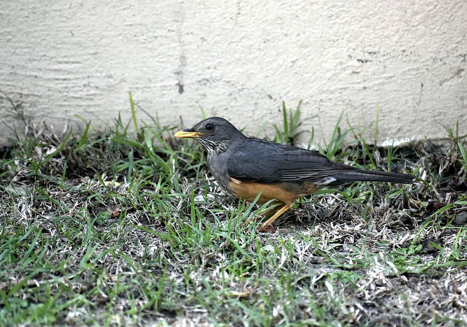 bird, avian, thrush, lawn, foraging, animal, animal themes HD wallpaper