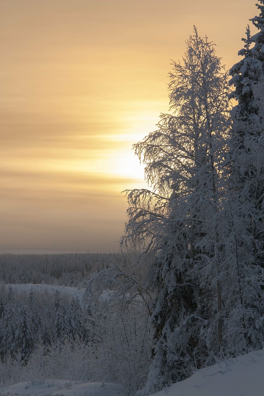 frost, winter, orange, sky, sunset, nature, snow, cold - Temperature HD wallpaper