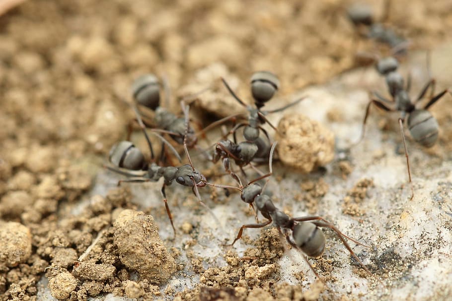 six gray ants close-up photography, insect, macro, close up, soil, HD wallpaper