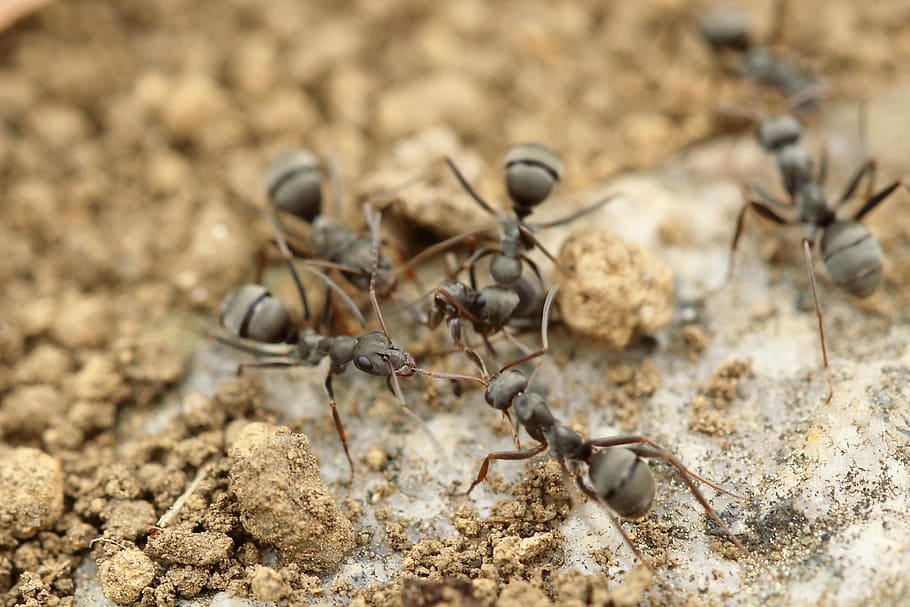 six gray ants close-up photography, insect, macro, close up HD wallpaper