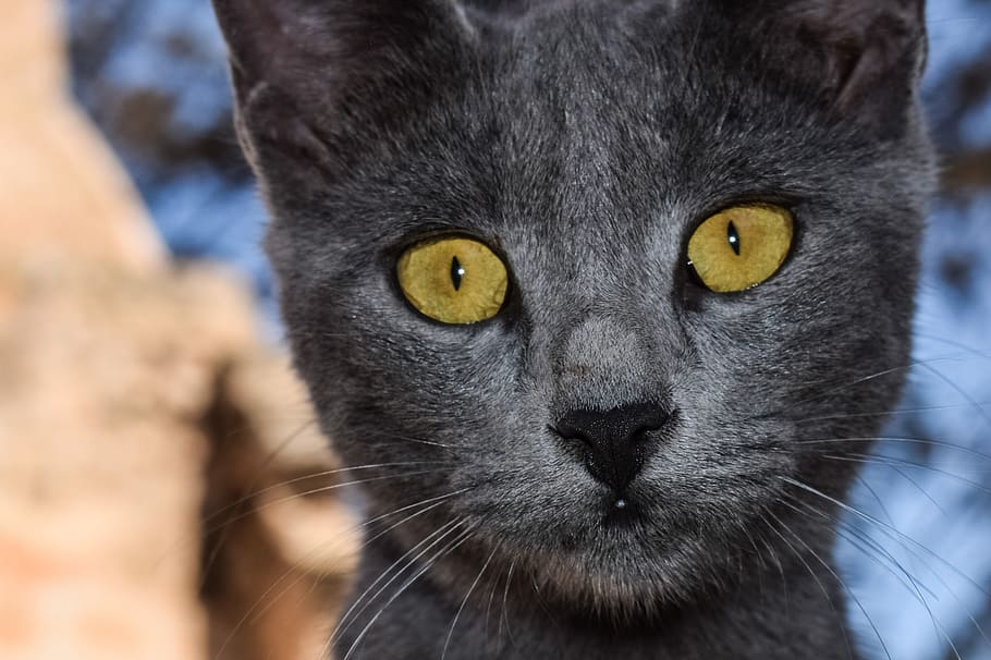 cat, grey, eyes, looking, animal, curious, face, mammal, animal themes HD wallpaper