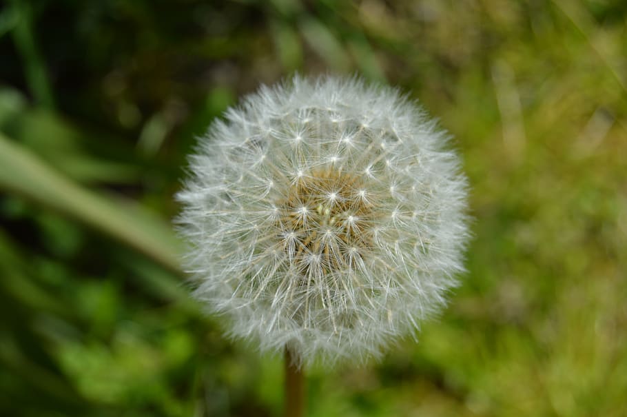 dandelion, close, nature, spring, flower, pointed flower, fragility HD wallpaper